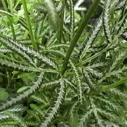 Pteris - Slender Brake Fern 6 Pteris - Slender Brake Fern - Image 6