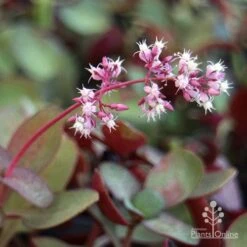 Crassula Purple Dragon - Fairy Crassula -Outdoor Garden Care purple dragon crassula flower