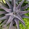 Mangave Purple People Eater - Succulent