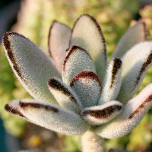 Kalanchoe Tomentosa – Panda Plant - Succulent 2 Kalanchoe Tomentosa – Panda Plant - Succulent - Image 2