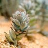 Kalanchoe Tomentosa – Panda Plant - Succulent