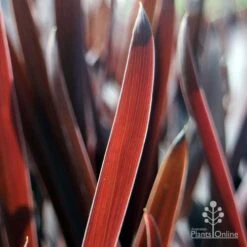 Cordyline Australis Red Sensation -Outdoor Garden Care red sensation leaf