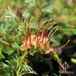 Grevillea Red Wings 27 Grevillea Red Wings -Outdoor Garden Care redwings fully open flower