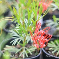 Grevillea Red Wings 25 Grevillea Red Wings -Outdoor Garden Care redwings tubestck