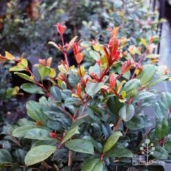 Syzygium Resilience - Lilly Pilly -Outdoor Garden Care resilience leaf colour