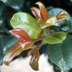 Syzygium Resilience - Lilly Pilly -Outdoor Garden Care resilience leaf colours