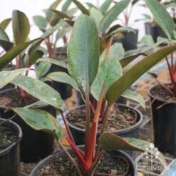 Philodendron Rojo Congo 11 Philodendron Rojo Congo -Outdoor Garden Care rojo congo large size