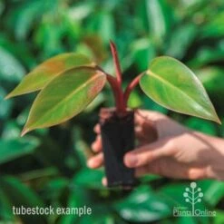 Philodendron Rojo Congo 13 Philodendron Rojo Congo -Outdoor Garden Care rojo congo tube in hand