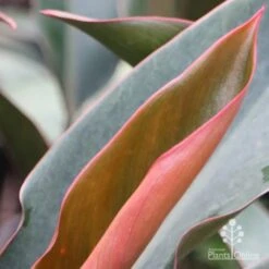 Philodendron Rojo Congo