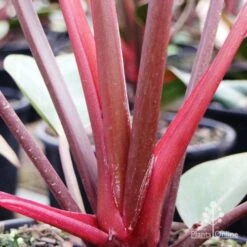 Philodendron Rojo Congo 10 Philodendron Rojo Congo -Outdoor Garden Care rojo stem colour