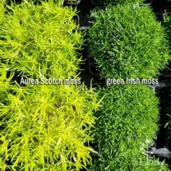 Sagina Subulata Aurea – Scotch Moss -Outdoor Garden Care sagina comparison 2