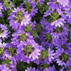 Scaevola Purple Fanfare - Fan Flower