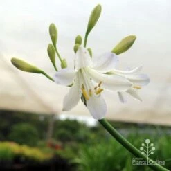 Agapanthus Silver Baby -Outdoor Garden Care silver baby agapanthus below