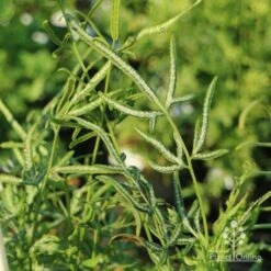 Pteris - Slender Brake Fern 13 Pteris - Slender Brake Fern -Outdoor Garden Care slender brake img 5305