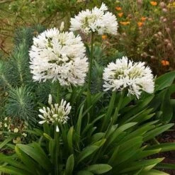 Outdoor Garden Care -Outdoor Garden Care snowball agapanthus