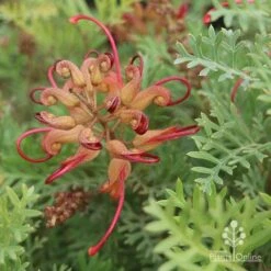 Grevillea Soopa Doopa 20 Grevillea Soopa Doopa -Outdoor Garden Care sooper dooper buds