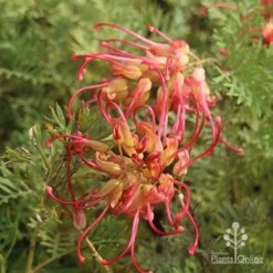 Grevillea Soopa Doopa 16 Grevillea Soopa Doopa -Outdoor Garden Care sooper dooper two