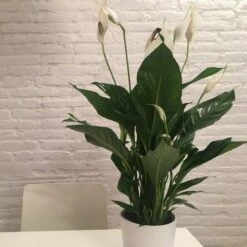 Spathiphyllum Maracay - Peace Lily -Outdoor Garden Care spathi indoors