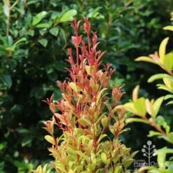 Syzygium Straight And Narrow - Lilly Pilly -Outdoor Garden Care straight and narrow new leaf colour