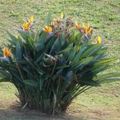 Strelitzia Reginae - Bird Of Paradise 15 Strelitzia Reginae - Bird Of Paradise -Outdoor Garden Care strelitzia reginae mature