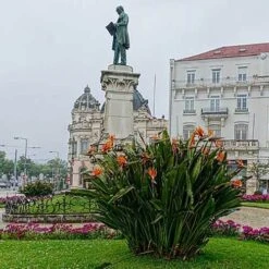 Strelitzia Reginae - Bird Of Paradise 17 Strelitzia Reginae - Bird Of Paradise -Outdoor Garden Care strelitzia reginae mature statue