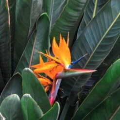 Strelitzia Reginae - Bird Of Paradise 13 Strelitzia Reginae - Bird Of Paradise -Outdoor Garden Care strelitzia and leaves 500 1