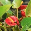 Anthurium Success Red