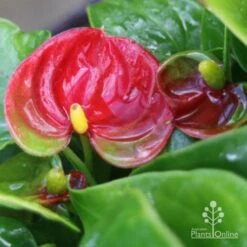 Anthurium Success Red 9 Anthurium Success Red -Outdoor Garden Care success red img 5801