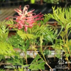 Grevillea Superb -Outdoor Garden Care superb tube