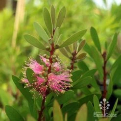 Callistemon Sweet Burst -Outdoor Garden Care sweet burst buds