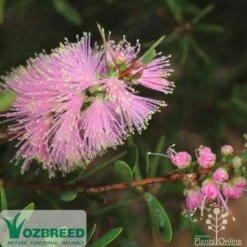 Callistemon Sweet Burst -Outdoor Garden Care sweetburst flower