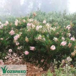 Callistemon Sweet Burst -Outdoor Garden Care sweetburst misty