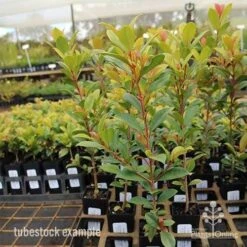 Syzygium Resilience - Lilly Pilly -Outdoor Garden Care syzygium resilience tubestock tall