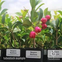 Syzygium Resilience - Lilly Pilly -Outdoor Garden Care syzygium resiliencetubestock berries