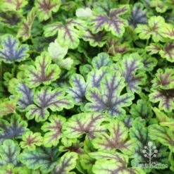 Heucherella Tapestry - Foamy Bells 18 Heucherella Tapestry - Foamy Bells -Outdoor Garden Care tapestry colour range