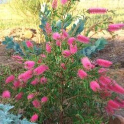 Callistemon Taree Pink -Outdoor Garden Care taree pink 500