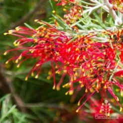 Grevillea Mini Marvel 25 Grevillea Mini Marvel -Outdoor Garden Care thelemanniana grevillea flower