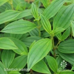 Tibouchina Illusion 32 Tibouchina Illusion -Outdoor Garden Care tib illusion leaf 500 1