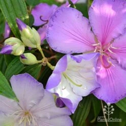 Tibouchina Illusion 19 Tibouchina Illusion -Outdoor Garden Care tibouchina illusion three colours