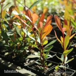 Tristaniopsis Luscious - Water Gum 25 Tristaniopsis Luscious - Water Gum -Outdoor Garden Care tristaniopsis tubestock