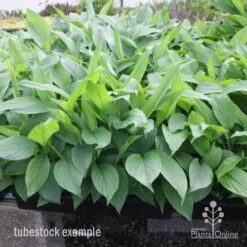 Turmeric 11 Turmeric -Outdoor Garden Care turmeric tubes