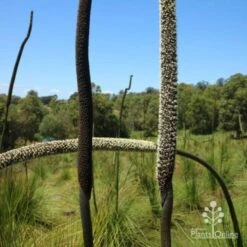 Xanthorrhoea - Grass Tree 15 Xanthorrhoea - Grass Tree -Outdoor Garden Care two stages of grass tree flowerspike
