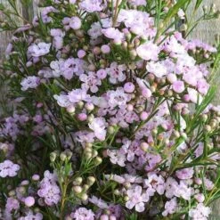 Chamelaucium Dancing Queen - Waxflower 16 Chamelaucium Dancing Queen - Waxflower -Outdoor Garden Care wax dancing queen pg