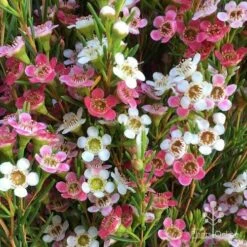 Chamelaucium MY SWEET 16â„¢ - Waxflower