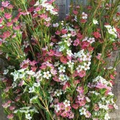 Chamelaucium MY SWEET 16™ - Waxflower -Outdoor Garden Care wax sweet 16 pg