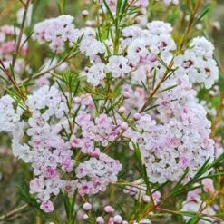 Chamelaucium Dancing Queen - Waxflower 15 Chamelaucium Dancing Queen - Waxflower -Outdoor Garden Care waxflower dancing queen