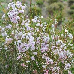 Chamelaucium Dancing Queen - Waxflower 18 Chamelaucium Dancing Queen - Waxflower -Outdoor Garden Care waxflower dancing queen bush