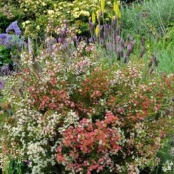 Chamelaucium MY SWEET 16™ - Waxflower -Outdoor Garden Care waxflower my sweet 16