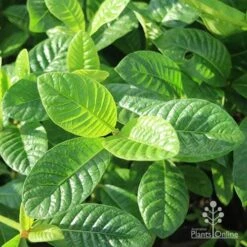 Gardenia White Star -Outdoor Garden Care white star leaves