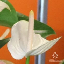 Anthurium White Winner -Outdoor Garden Care white winner mature spadix coour